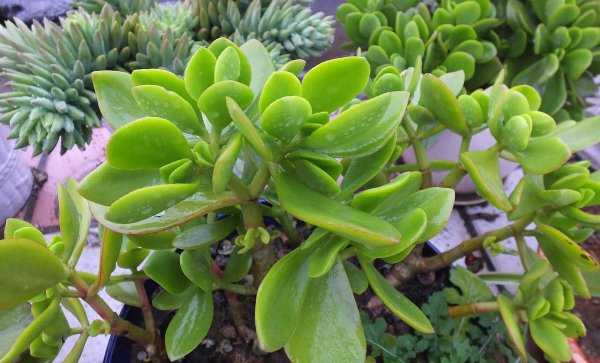 5种多肉千万不要养