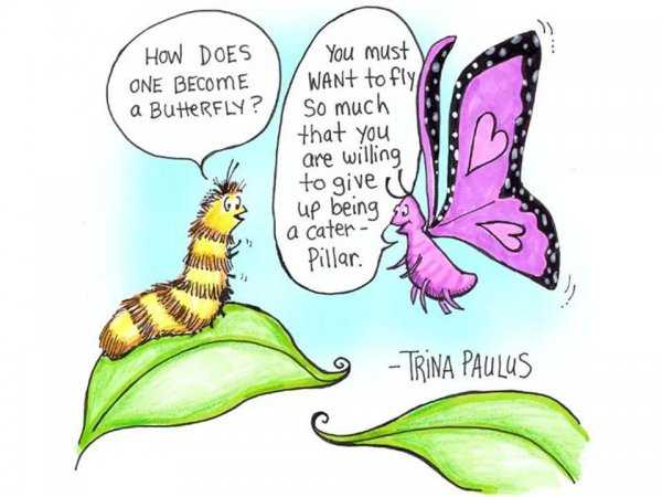 蝴蝶是不是昆虫类动物