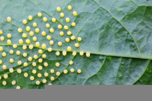 蝴蝶是不是昆虫类动物