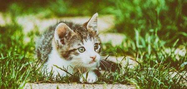 有趣的动物科普小知识大全