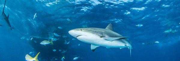 有趣的动物科普小知识大全