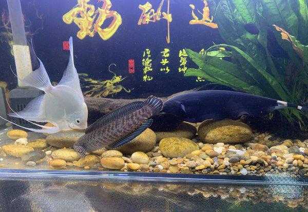 小型鱼缸适合养的十种鱼