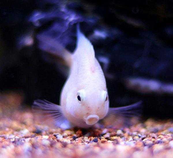 小型鱼缸适合养的十种鱼