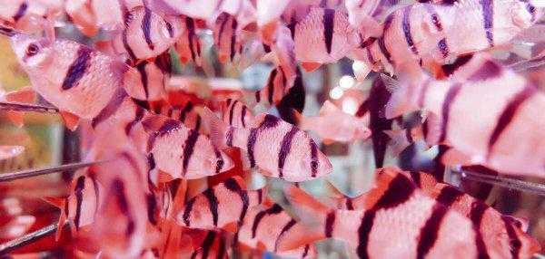 小型鱼缸适合养的十种鱼