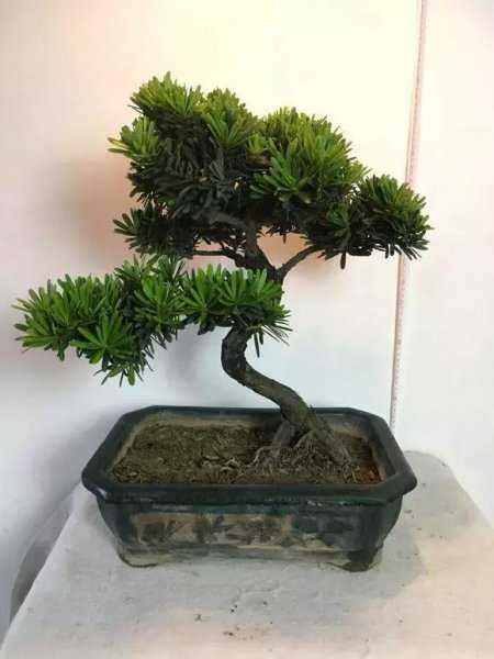 罗汉松最大的忌讳与讲究