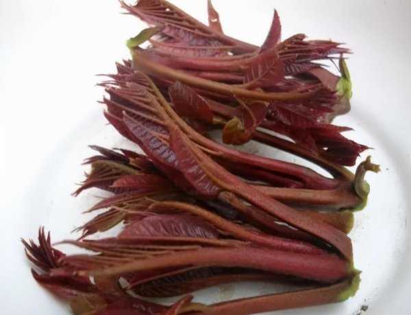 春季养生必吃十种食物有哪些