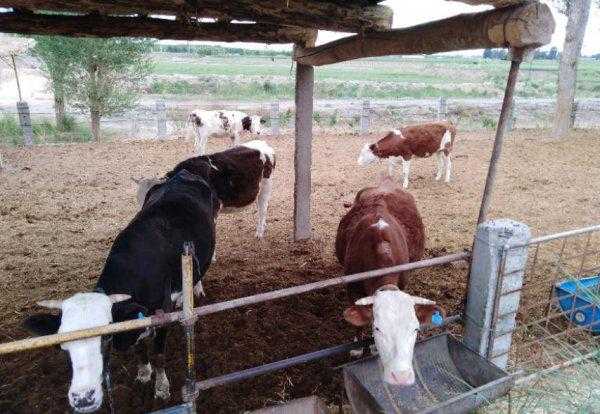 牛的寿命最长多少年左右