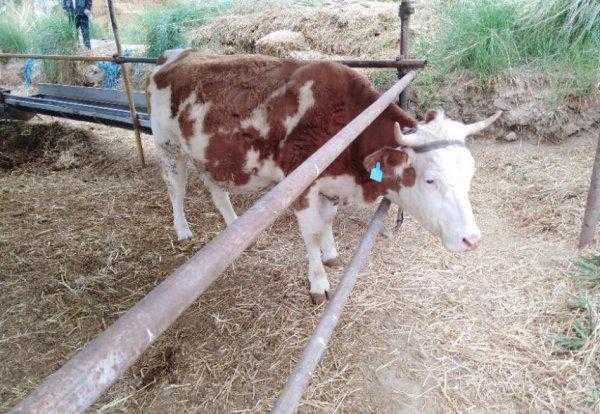 牛的寿命最长多少年左右