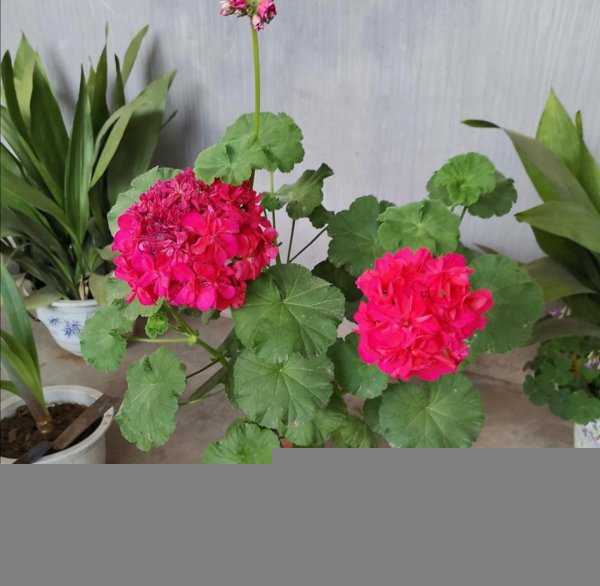 花盆土壤里的蚂蚁怎么消灭