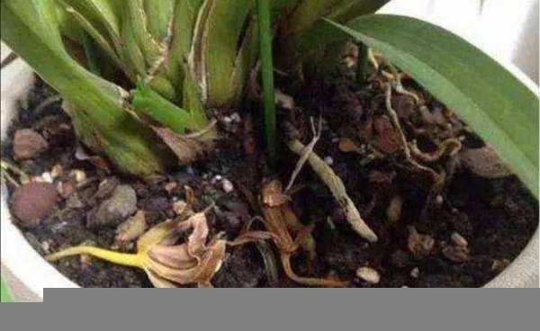 花盆土壤里的蚂蚁怎么消灭