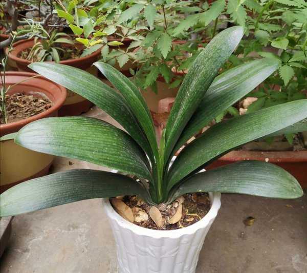 花盆土壤里的蚂蚁怎么消灭