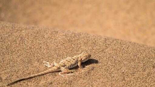 壁虎怕什么如何驱赶