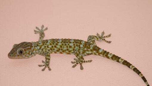 壁虎怕什么如何驱赶