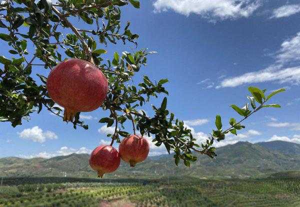 会理县属于哪个市