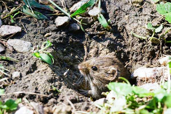家里有老鼠怎么办才能快速驱赶