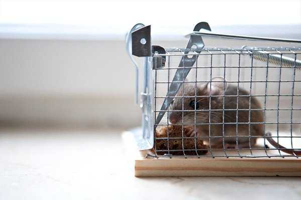 家里有老鼠怎么办才能快速驱赶