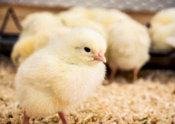 小鸡孵化的温度是多少摄氏度