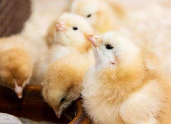 小鸡孵化的温度是多少摄氏度