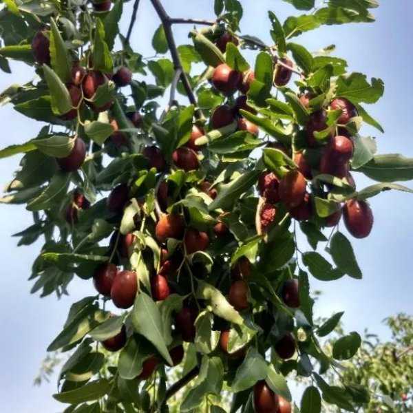 青县属于哪个市