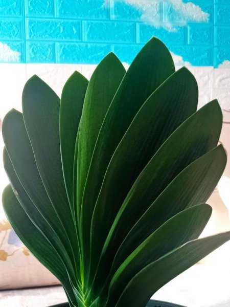 风水里最吉祥的花有哪些