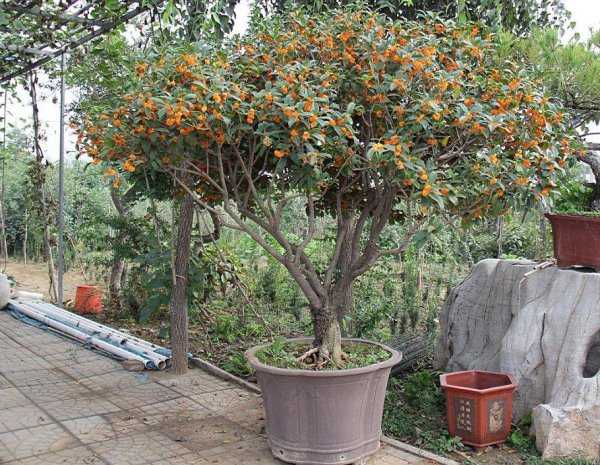 风水里最吉祥的花有哪些