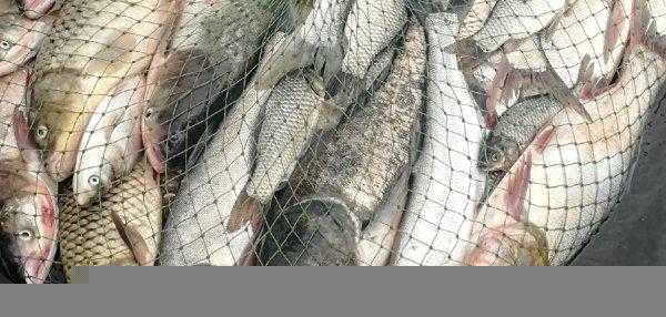 钓白鲢鱼用什么饵料最好