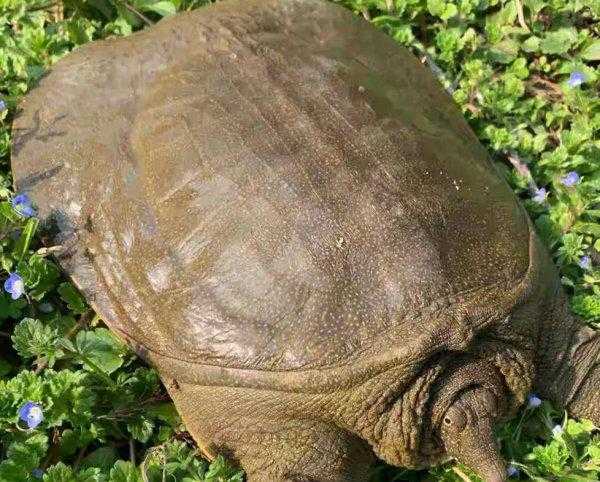 甲鱼怎么钓效果最好