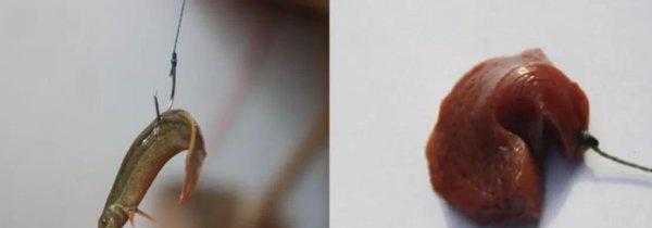 甲鱼怎么钓效果最好