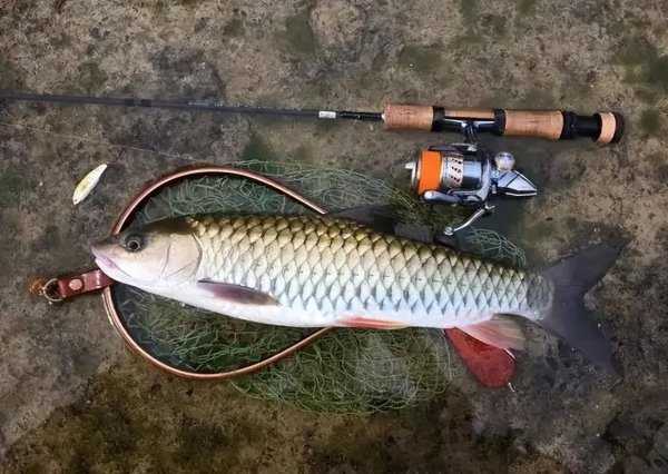 路亚和台钓的区别