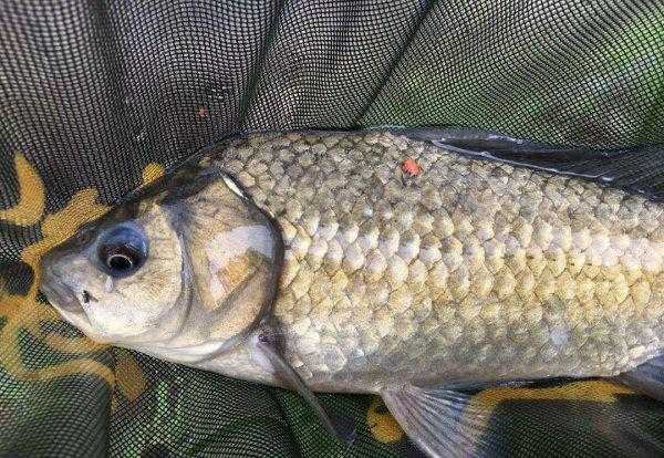 初夏钓鲫鱼用什么饵料最好