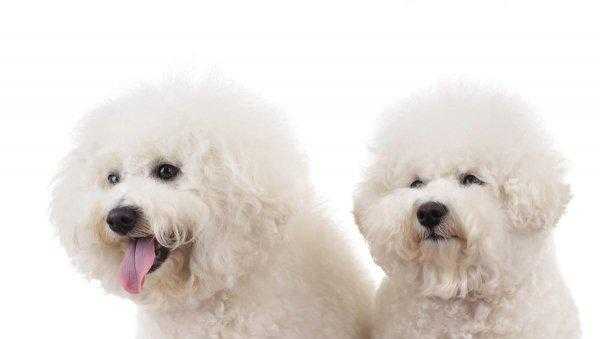 串串比熊和纯比熊的区别