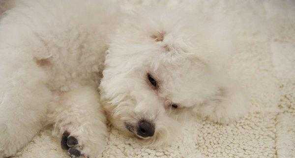 串串比熊和纯比熊的区别