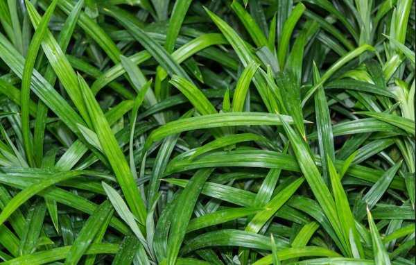 屋里全撒洗衣粉能除蟑螂吗