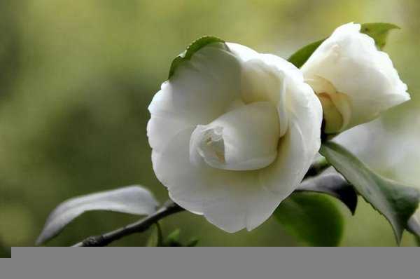 五星级酒店香味类型