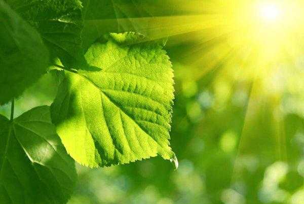 植物最不喜欢什么颜色的光