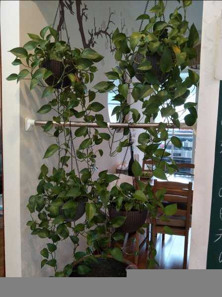 家里为什么不能放绿萝