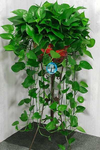 家里为什么不能放绿萝