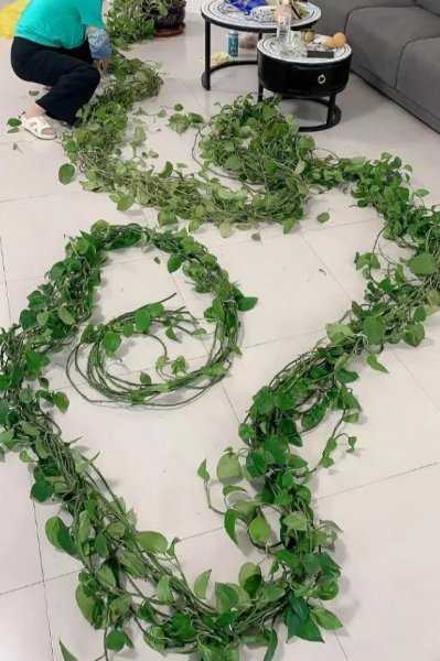 家里为什么不能放绿萝