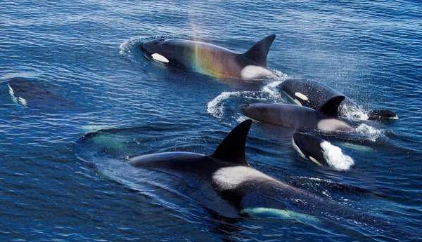 虎鲸的智商究竟有多高