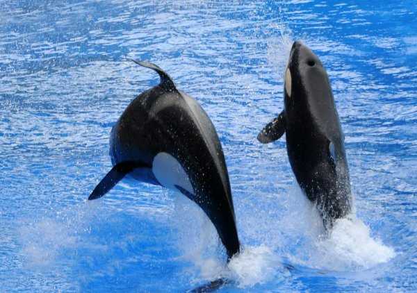 虎鲸的智商究竟有多高