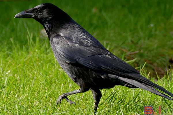 鸟智商排名前10名