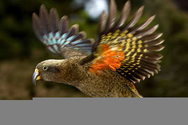 鸟智商排名前10名