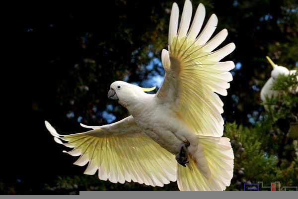 鸟智商排名前10名