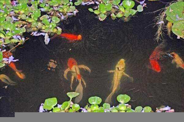 死水塘适合养什么鱼不容易死