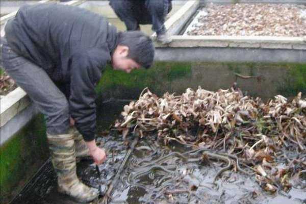 死水塘适合养什么鱼不容易死