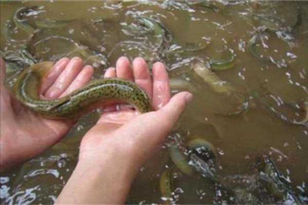 死水塘适合养什么鱼不容易死