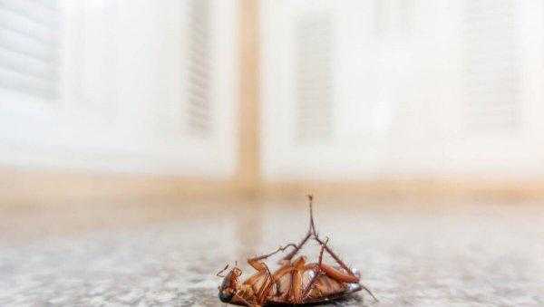 房间很干净为什么还有蟑螂