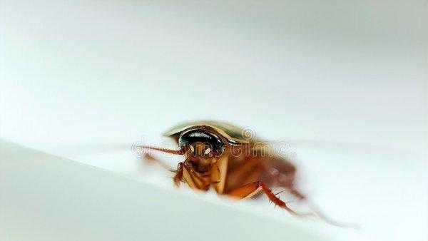 房间很干净为什么还有蟑螂