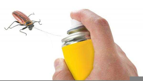 房间很干净为什么还有蟑螂