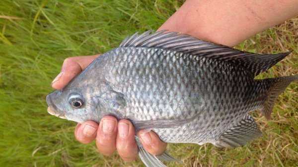 广东人为何不吃罗非鱼